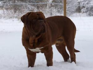 Blue Diamond Dogue de Bordeaux