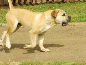 Bundu Valley Boerboels