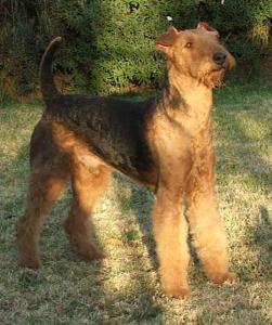 Buxton Airedale Terriers