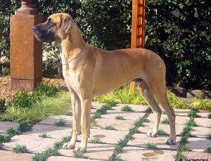 Caldygate Great Danes Kennel