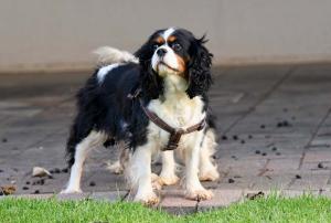 Careliah Cavalier Breeder