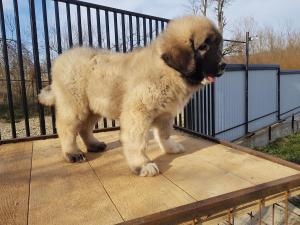 Caucasian Ovcharka puppy girl pure breed with papers in Phoenix, USA