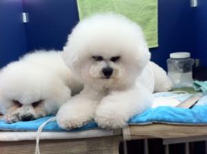 Charharra Bichon Frise