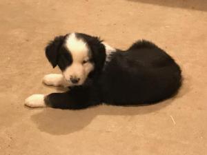 CKC registered standard australian shepherd puppies