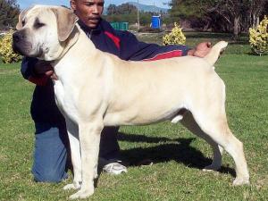 Delatro Boerboels