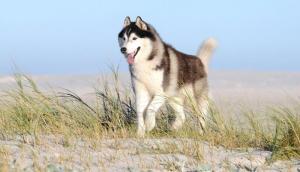 Denalibelay Siberian Huskies