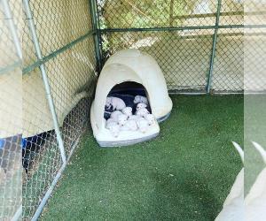 Dogo Argentino Litter of Puppies For Sale