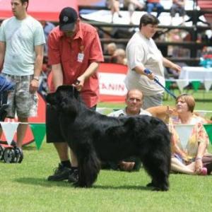 Duramti Newfoundlands