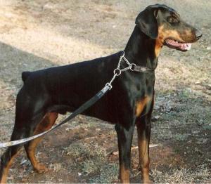 Essenhyrst Dobermanns