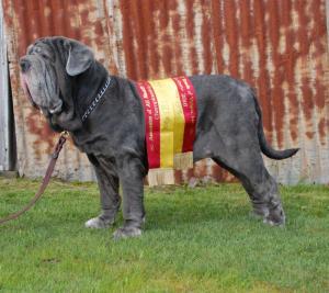 Eterno Neapolitan Mastiffs