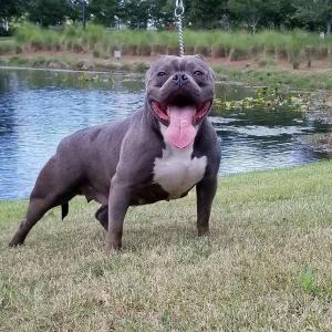 Female American Bully for sale