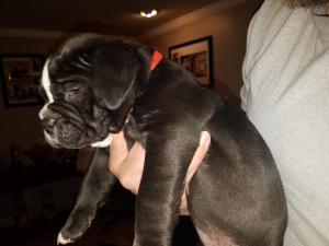 Female Olde English Bulldog Puppy