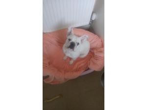 French bulldog female