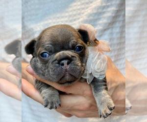 French Bulldog Litter of Puppies For Sale in SACRAMENTO