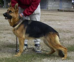 Gelbregen German Shepherd Dog