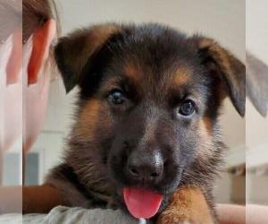 German Shepherd Dog Puppy For Sale