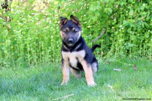 German Shepherd Mix puppy