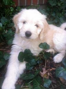 Gorgeous Goldendoodles