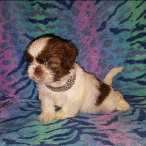 Gorgeous shih tzu female puppy for sale