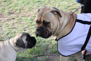 GrizzMuffley Bullmastiffs