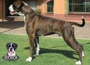 Ilruca Boxer Kennels