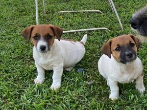 Jack Russell Puppies for sale