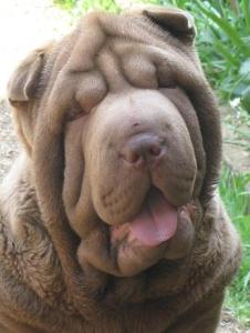 J&E Sharpei