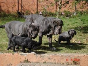 Kubrat Neapolitan Mastiff