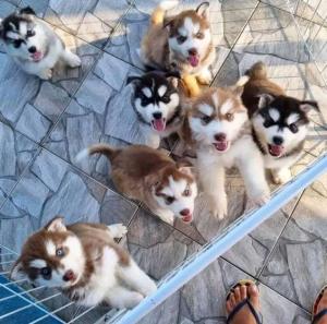 Lindas cachorros de husky siberiano para la venta