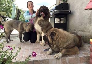 Lion's Caucasian Shepherd Kennel