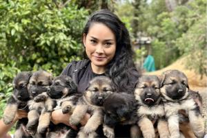 LONGHAIRED Pure Breed German Shepherd