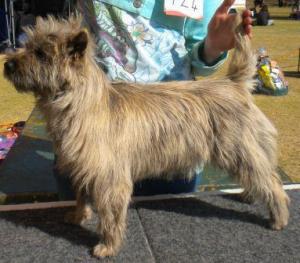 Malanowa Cairn Terriers