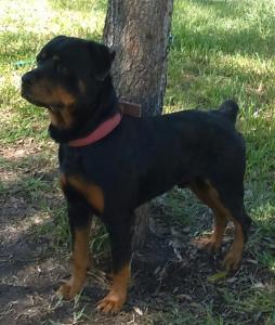 Male Rottweiler