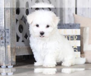 Maltese Puppy For Sale