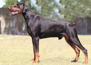 Marikate Dobermanns