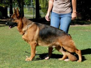 Masterton German Shepherd