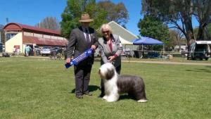 Merrymead Bearded Collie Kennel