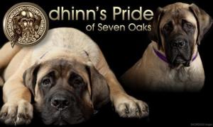 Mylestone Mastiff