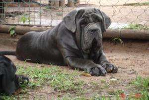 Neapolitan Mastiff adults for sale