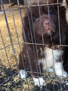 Newfoundland Puppie