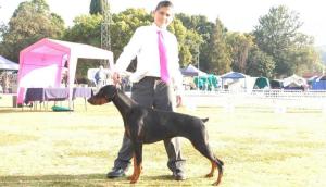 Nusu Dobermanns