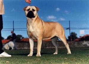 OLDWORLD Bullmastiff