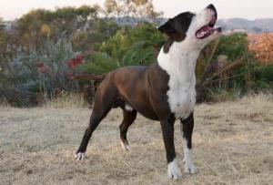 PetiteLion American Staffordshire Kennels