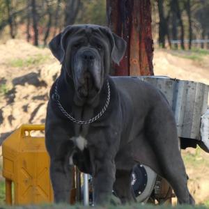 Polemistis Neapolitan Mastiff