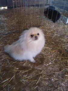 Pomeranian for sale