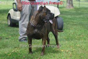 Presa Canario puppies coming soon