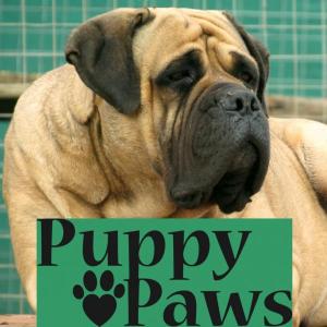 Puppy Paws Bullmastiffs