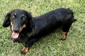 Purebred Miniature Dachshund