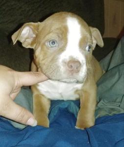 Red fawn male American Bully