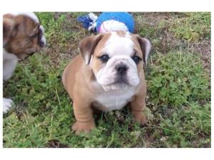 Registered English Bulldog Puppies Available